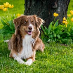 Der Australian Shepherd