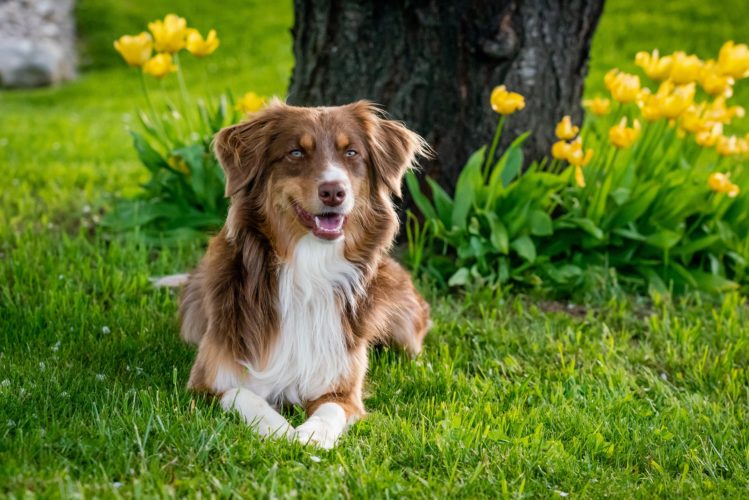 Der Australian Shepherd