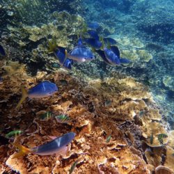 Great Barrier Reef