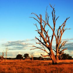 Australien schließt „Dingo-Mordfall“ ab