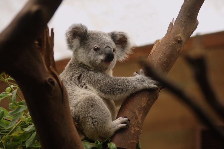 Warum du unbedingt auf eine Wildlife-Tour in Australien gehen solltest