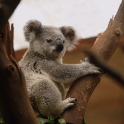 Die Pflanzenwelt in Australien