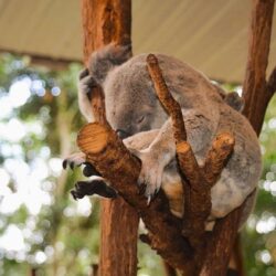 Eine Reise durch das Paradies der Koalas: Ein Besuch bei den Rettungszentren in Australien