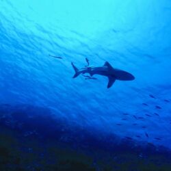 Australiens Haie hautnah erleben: Die besten Orte zum Tauchen und Schnorcheln