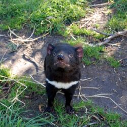 Warum der Tasmanische Teufel geschützt werden muss